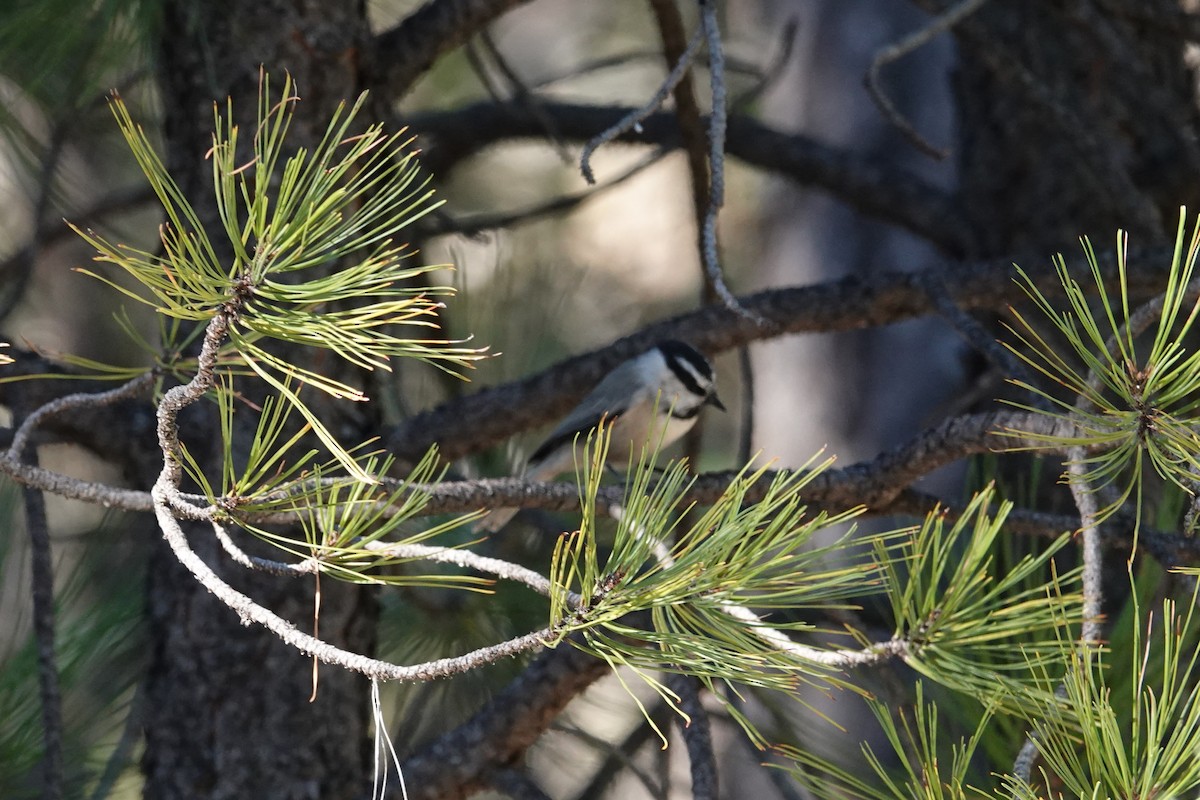 Mountain Chickadee - ML624488853