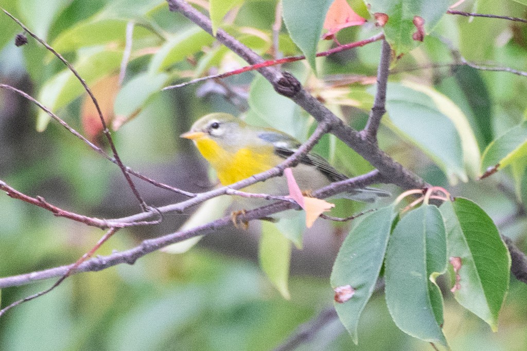 Northern Parula - ML624488857