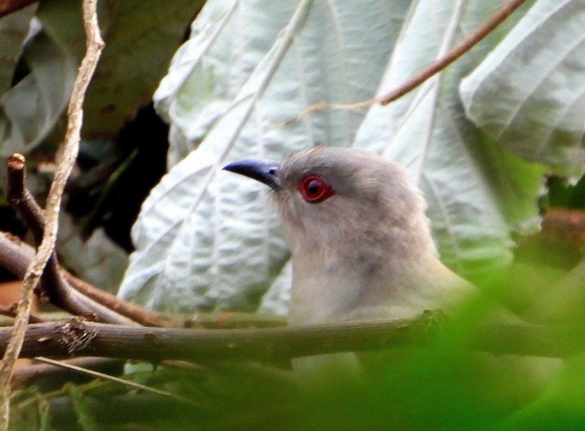 Ash-colored Cuckoo - ML624488860