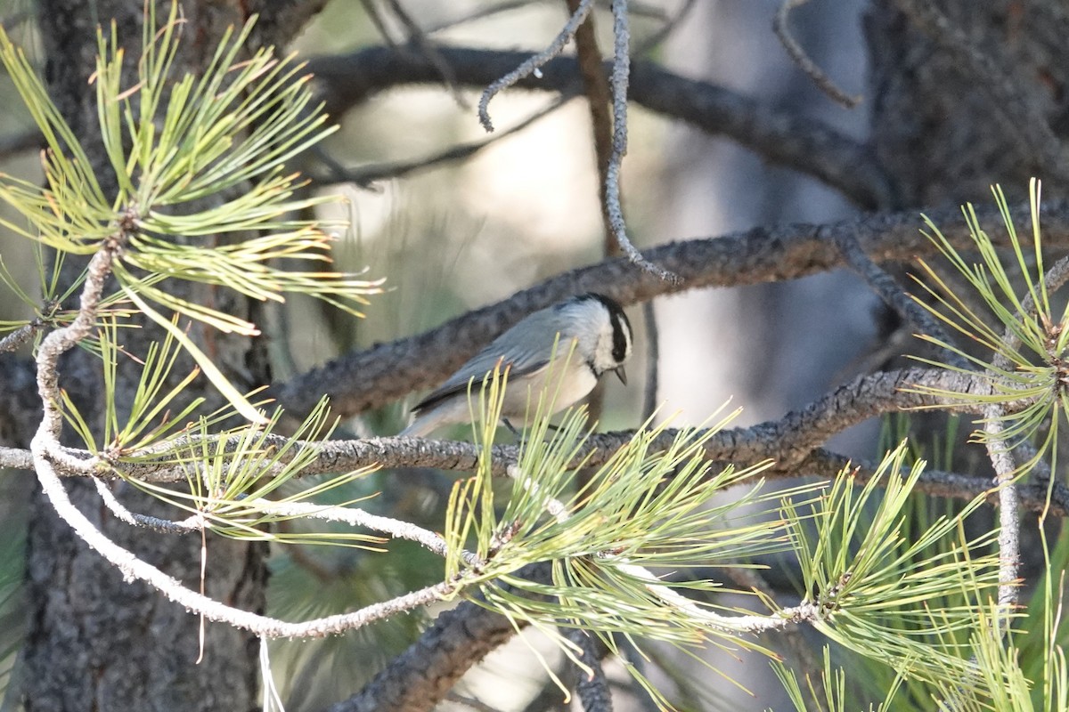 Mountain Chickadee - ML624488862