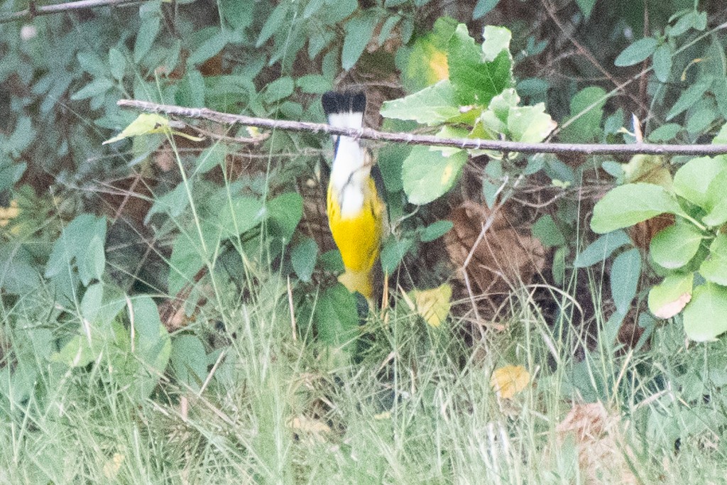 Magnolia Warbler - ML624488956