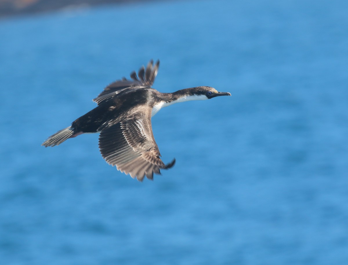 South Georgia Shag - ML624488957