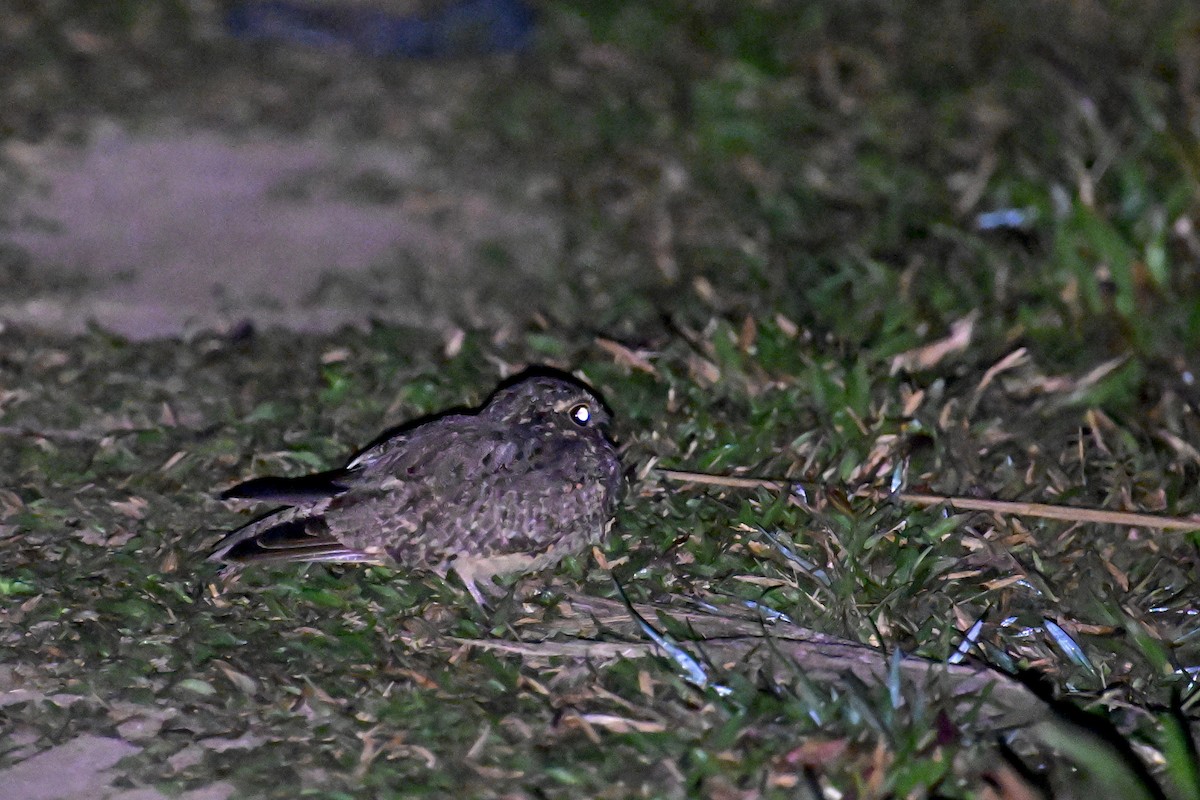 Savanna Nightjar (Sunda) - ML624488959