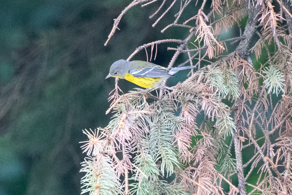 Magnolia Warbler - ML624488960