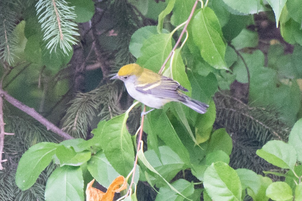 Chestnut-sided Warbler - ML624488969
