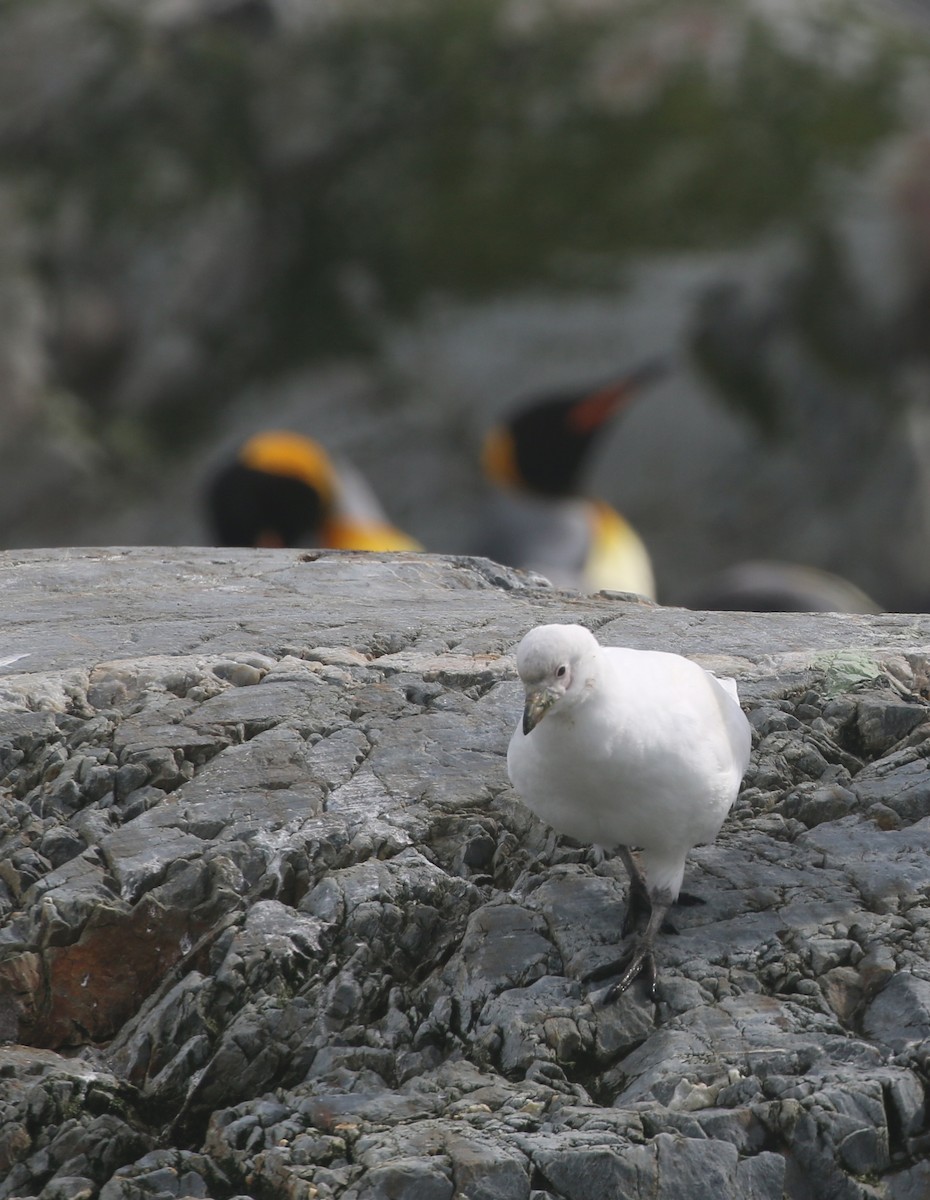 Snowy Sheathbill - ML624489019