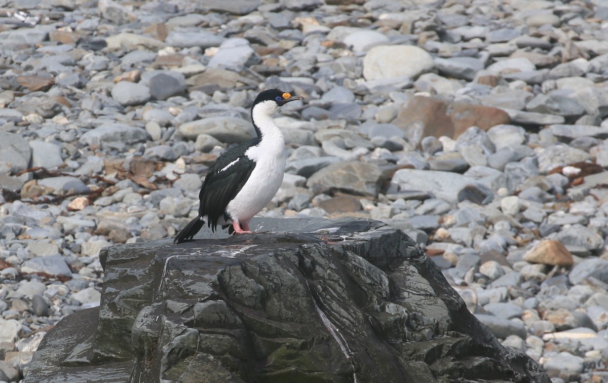 South Georgia Shag - ML624489181