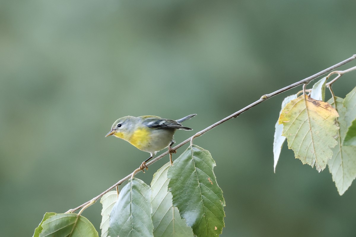 Northern Parula - ML624489213