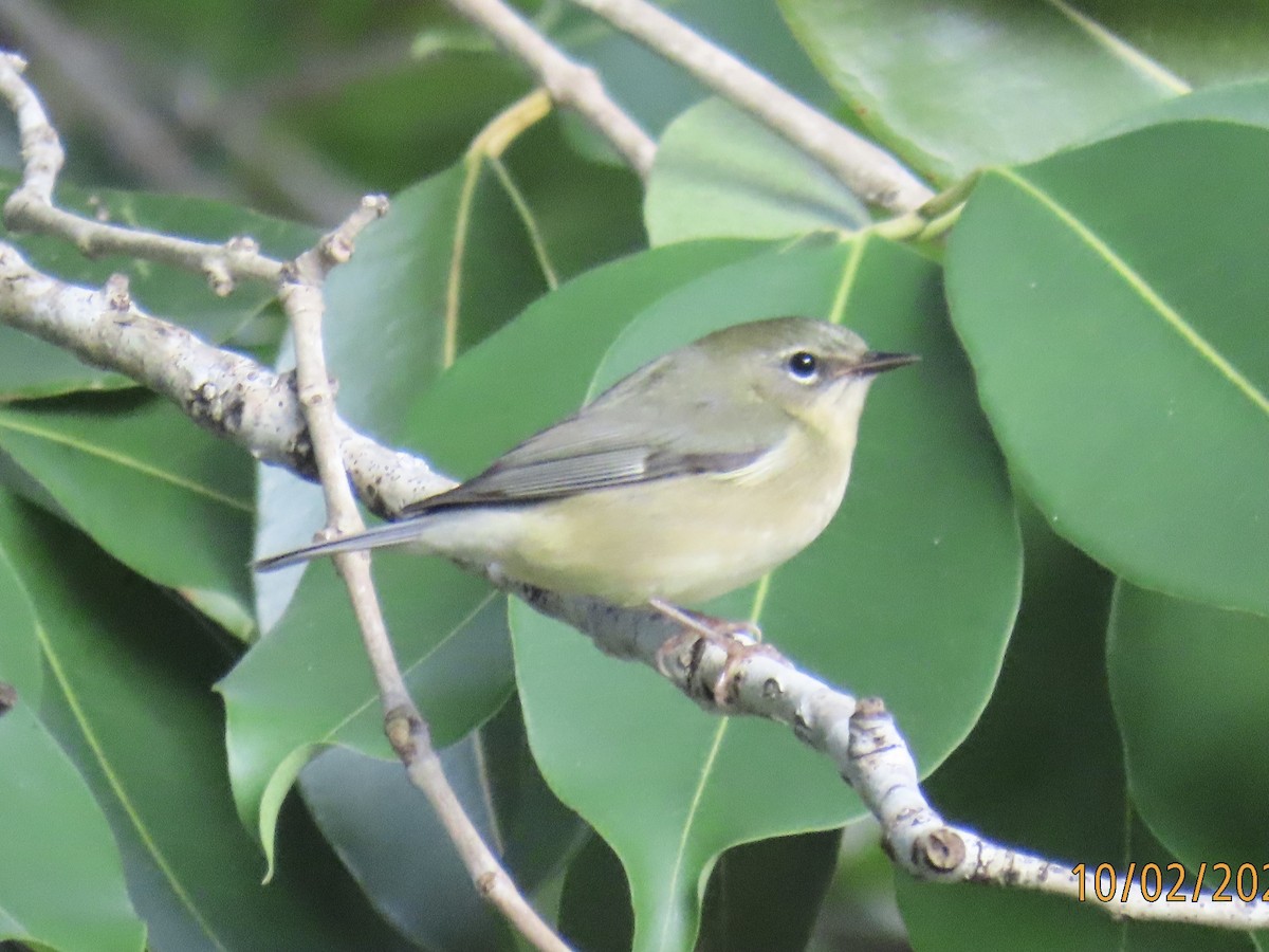 Black-throated Blue Warbler - ML624489299