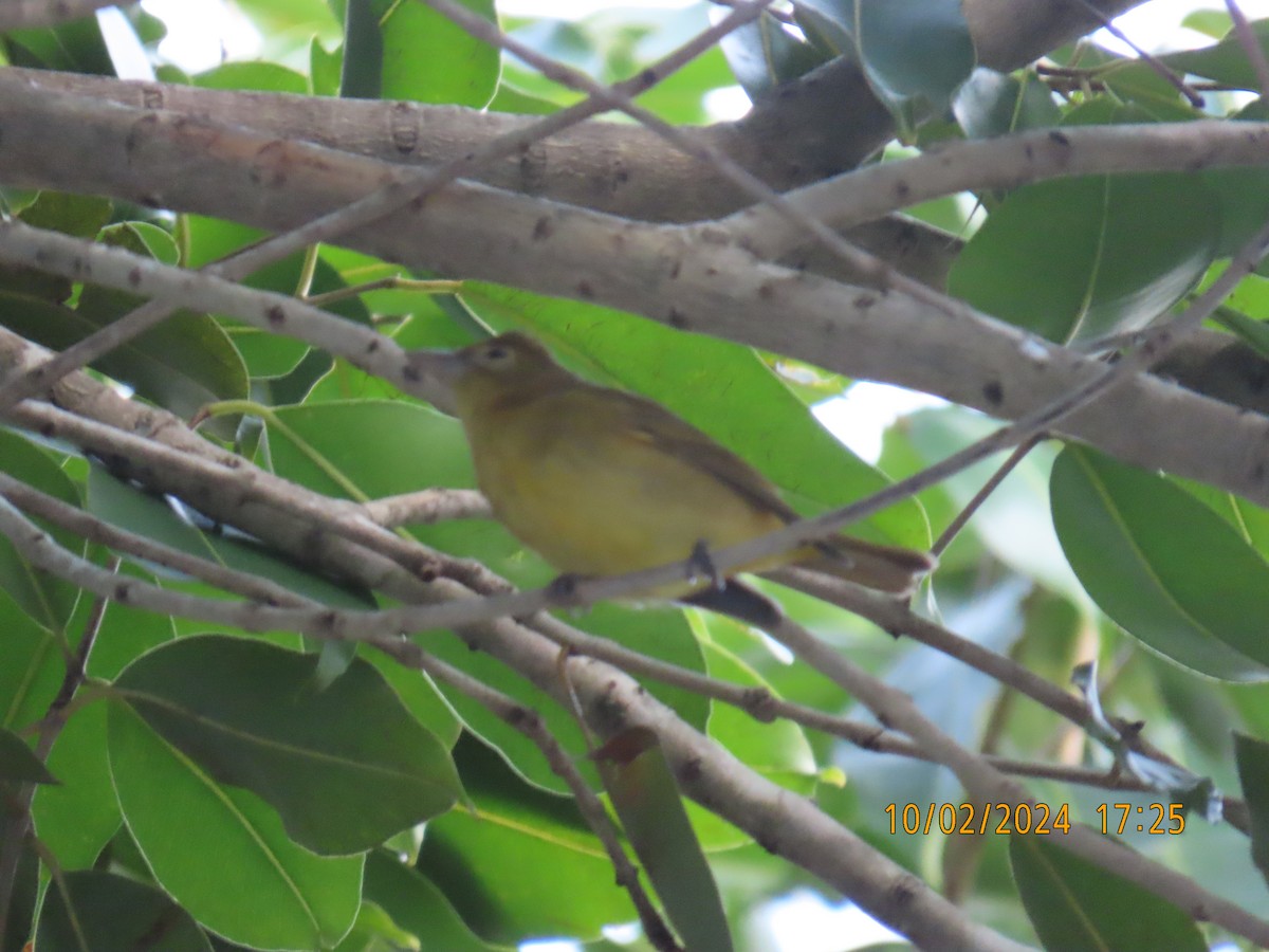 Summer Tanager - ML624489394