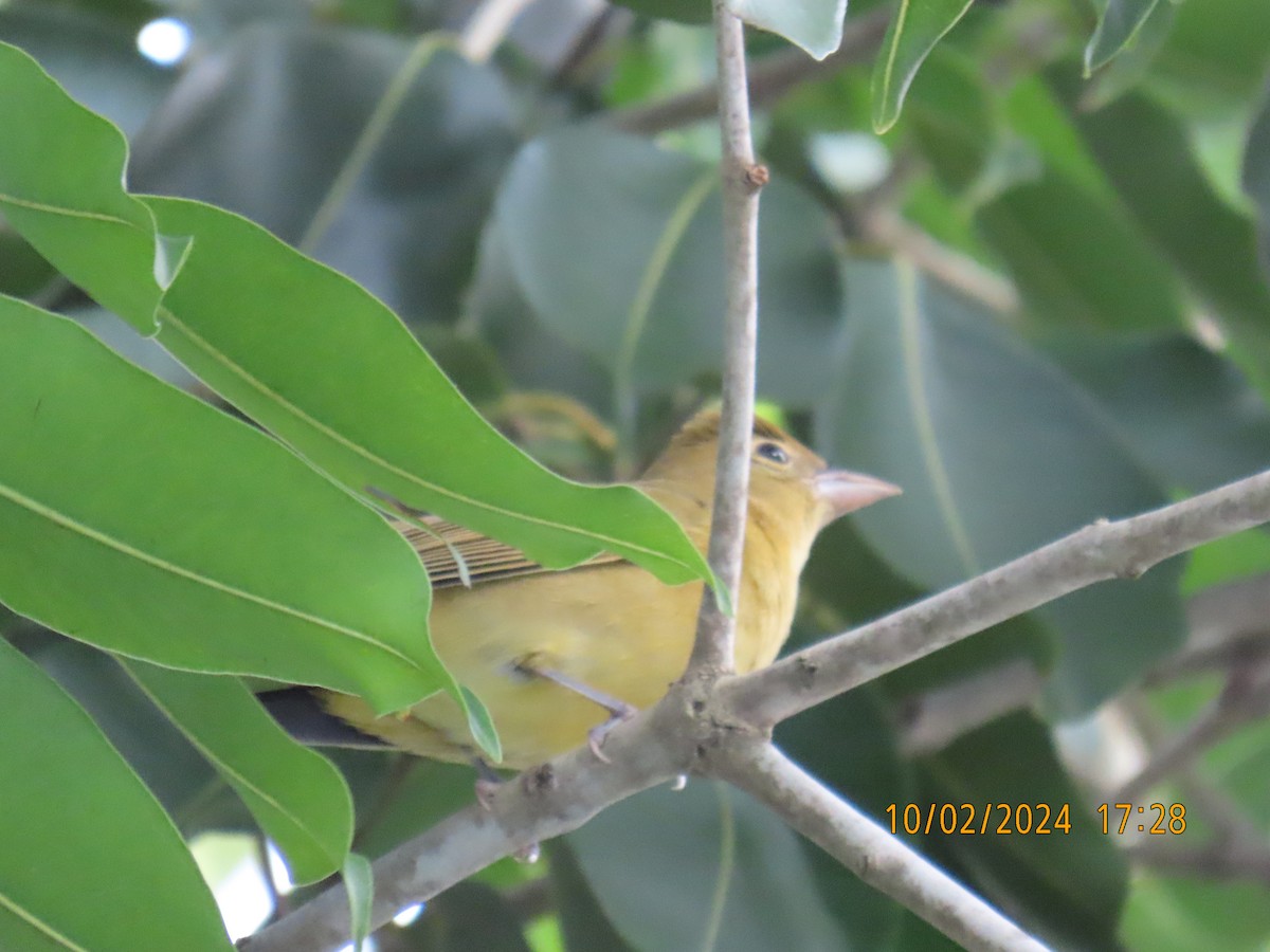 Summer Tanager - ML624489395