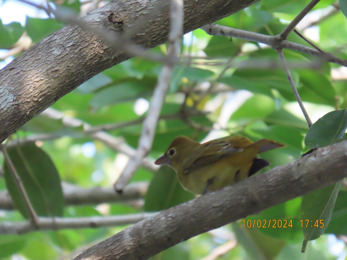 Summer Tanager - ML624489396