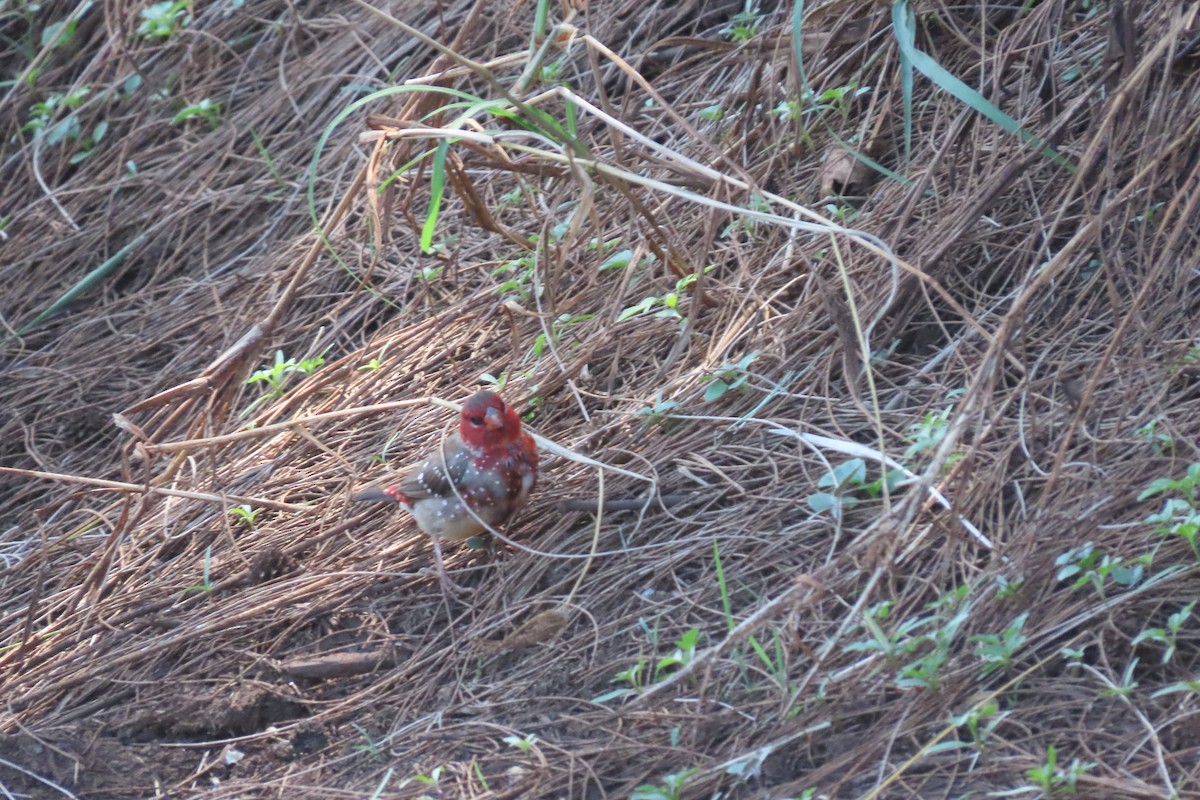 Bengalí Rojo - ML624489399