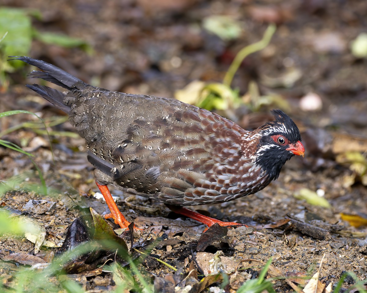 Long-tailed Wood-Partridge - ML624489407