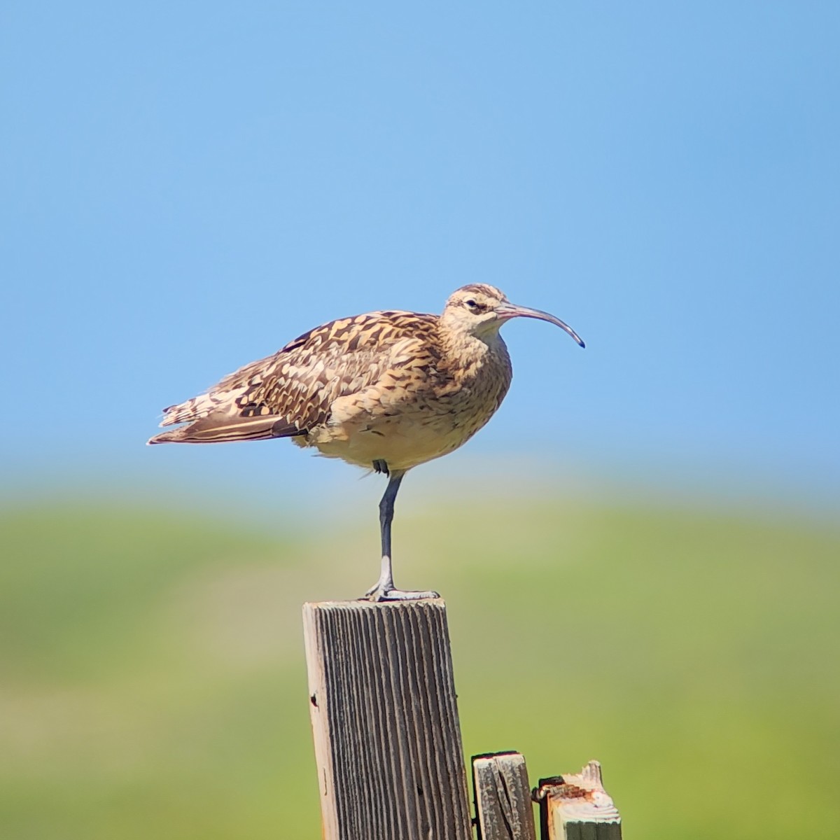 Borstenbrachvogel - ML624489475