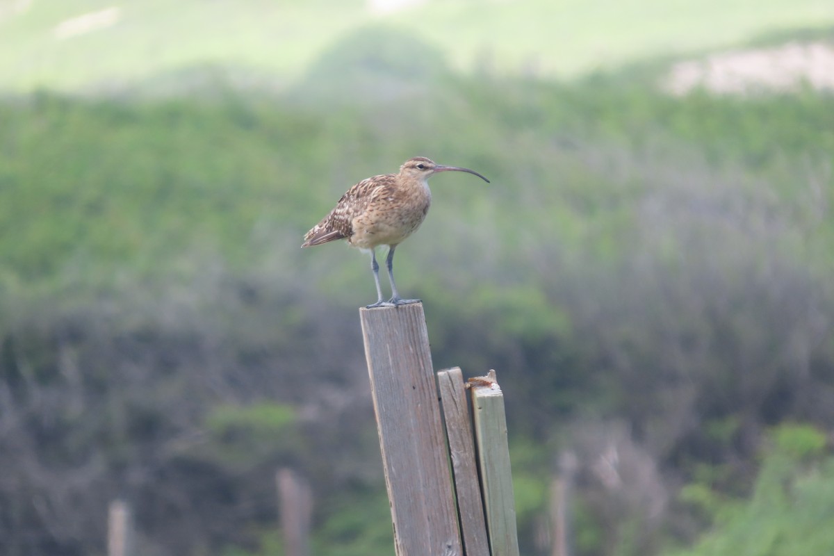 Bristle-thighed Curlew - ML624489476