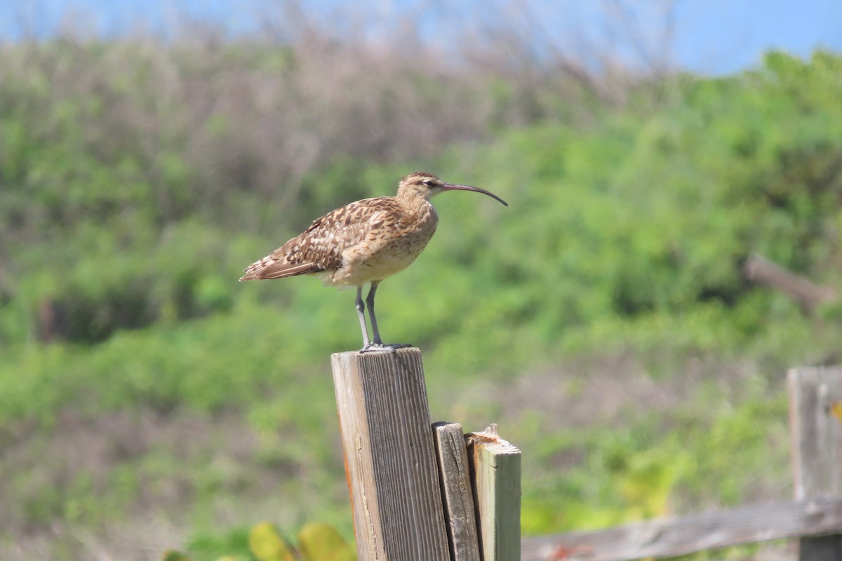 Bristle-thighed Curlew - ML624489477