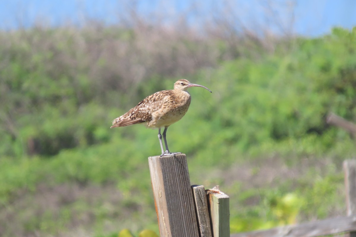 Borstenbrachvogel - ML624489478