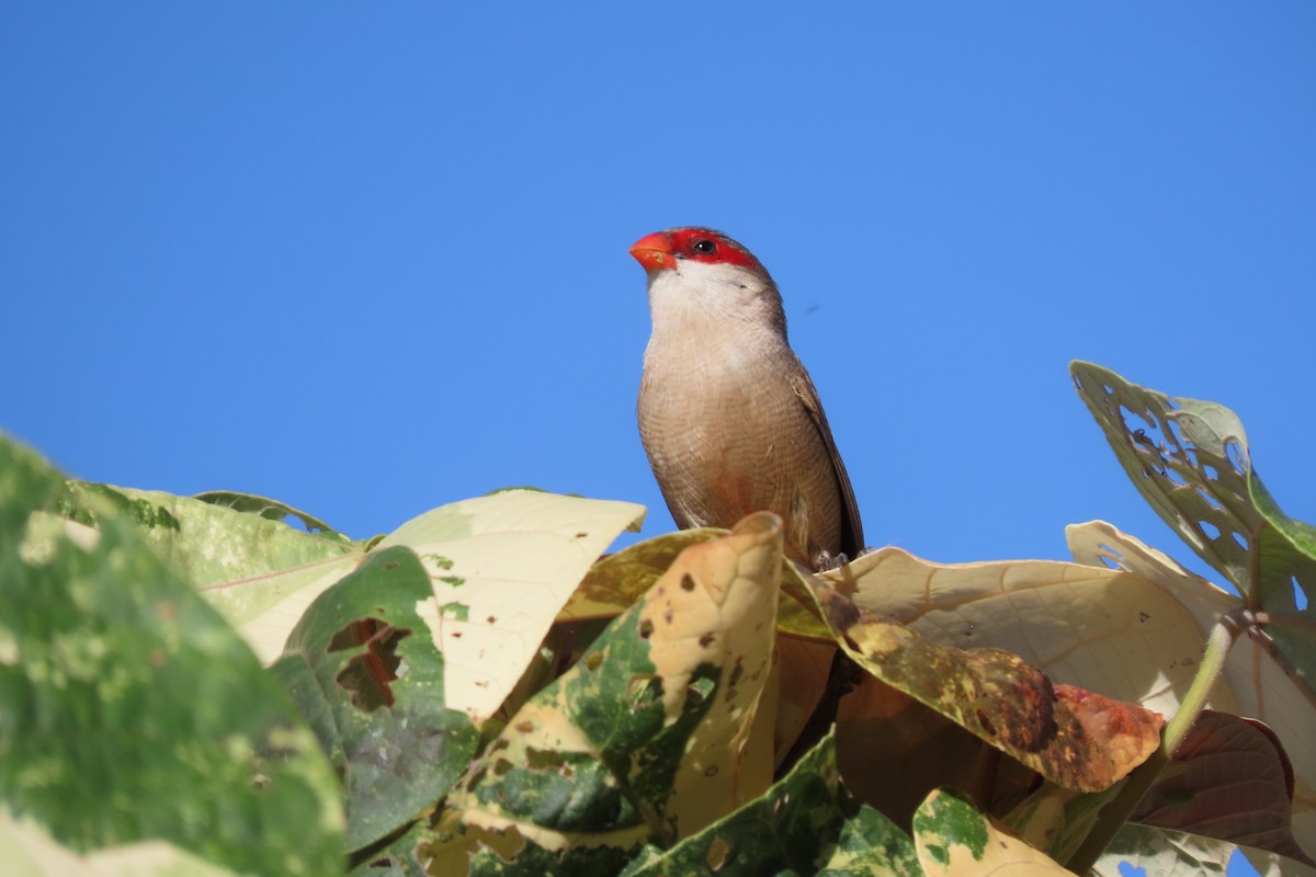 Common Waxbill - ML624489515