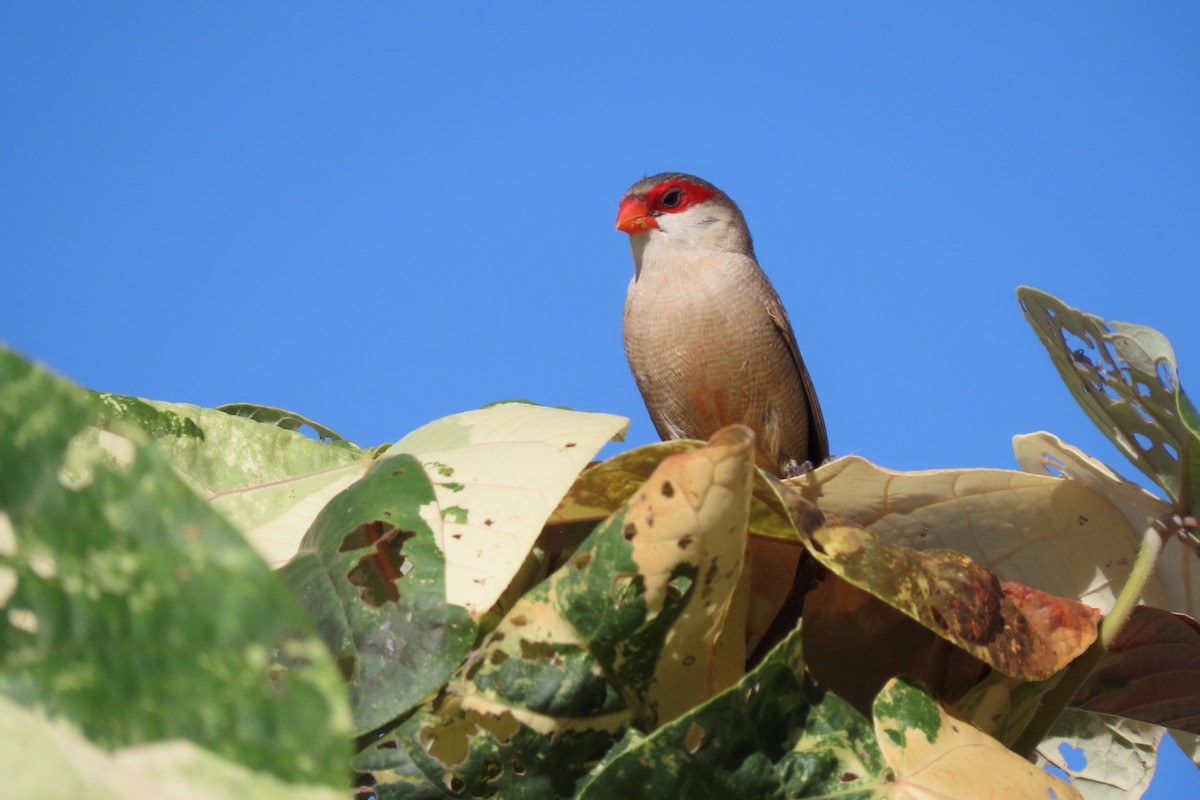 Common Waxbill - ML624489516