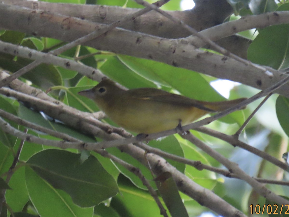 Summer Tanager - ML624489777