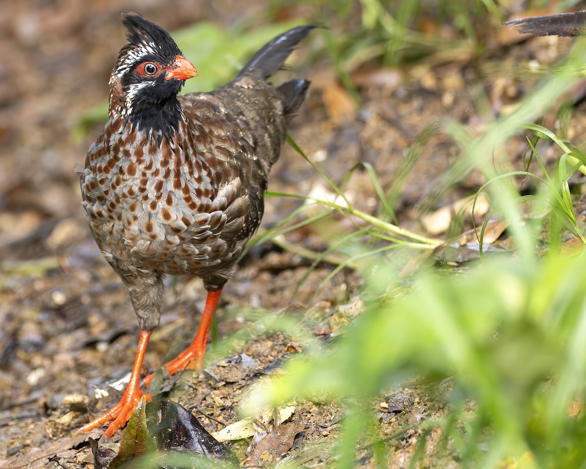 Long-tailed Wood-Partridge - ML624489790