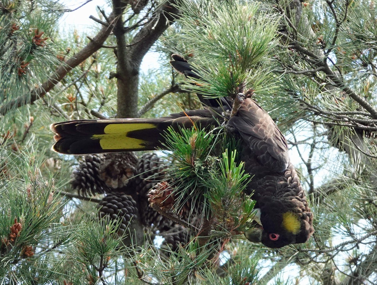 Yellow-tailed Black-Cockatoo - ML624489847