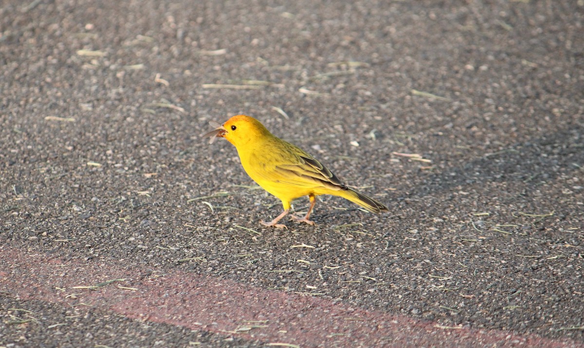 Saffron Finch (Pelzeln's) - Alex Colucci