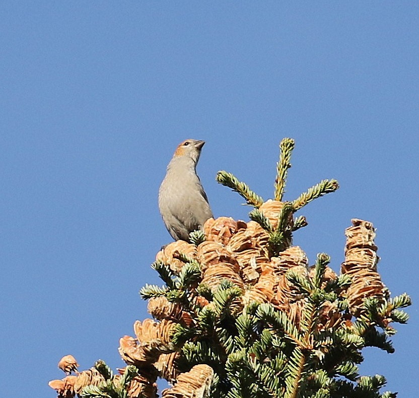 Pine Grosbeak - ML624489908