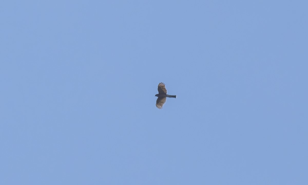 Sharp-shinned Hawk (Northern) - Paul Fenwick