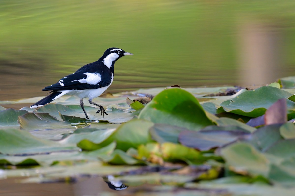 Magpie-lark - ML624489971