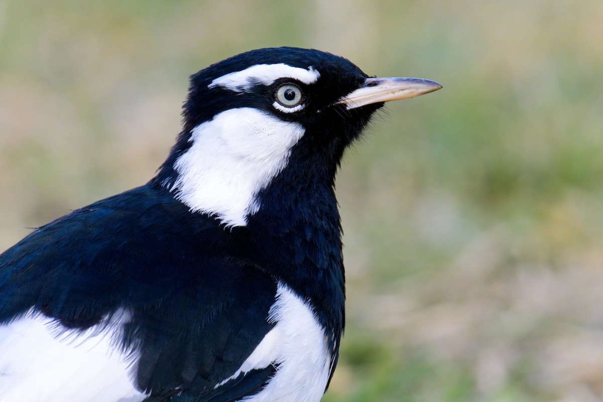 Magpie-lark - ML624489972