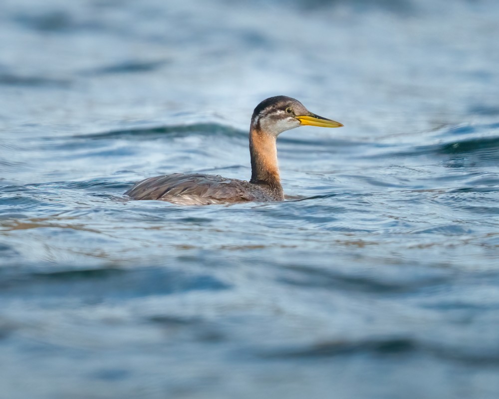 Red-necked Grebe - Lisa Gross