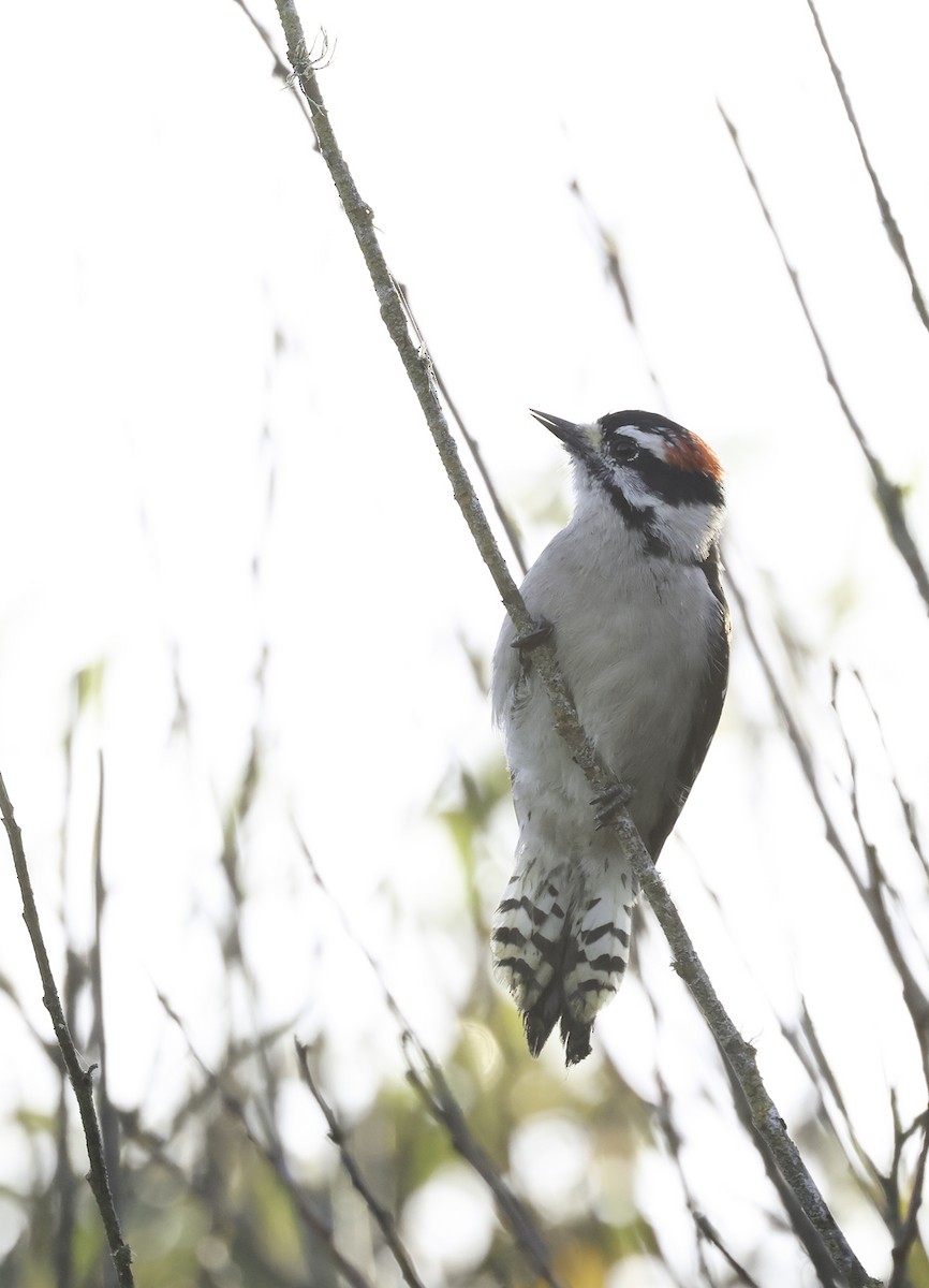 Downy Woodpecker (Pacific) - ML624490056