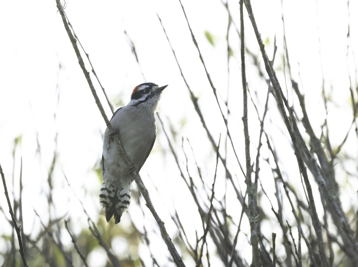 Downy Woodpecker (Pacific) - ML624490057