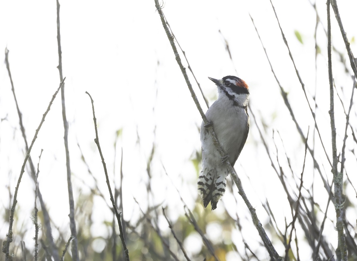 Downy Woodpecker (Pacific) - ML624490058