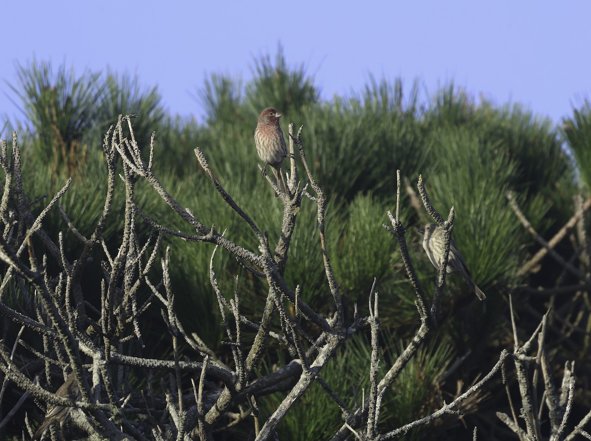 House Finch - ML624490063