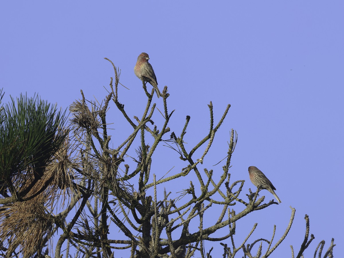 House Finch - ML624490068