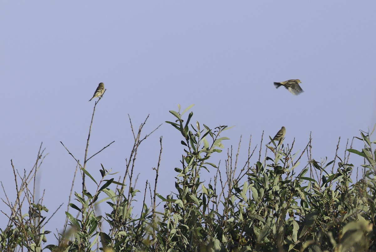 American Goldfinch - ML624490075