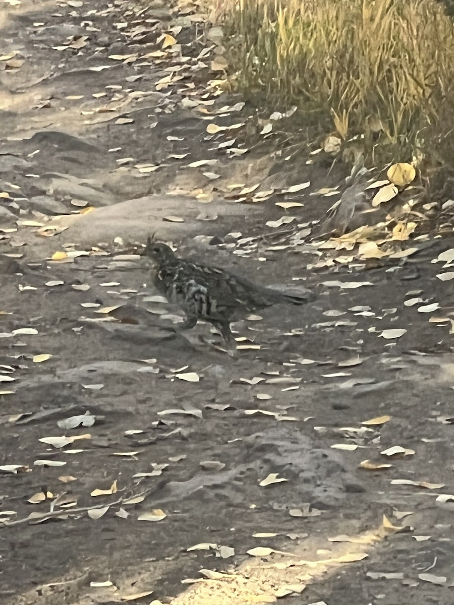 Ruffed Grouse - ML624490228