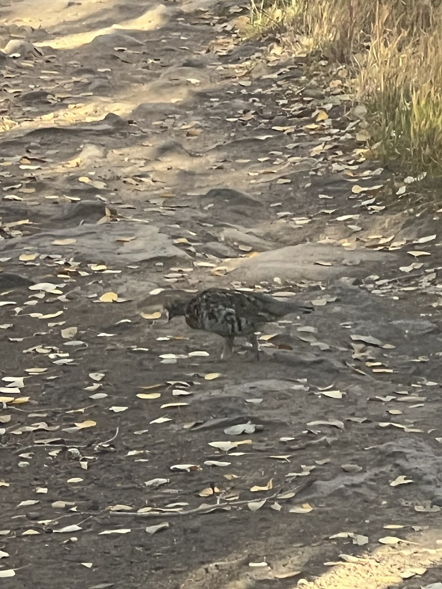 Ruffed Grouse - ML624490229