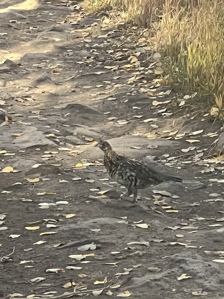 Ruffed Grouse - ML624490230