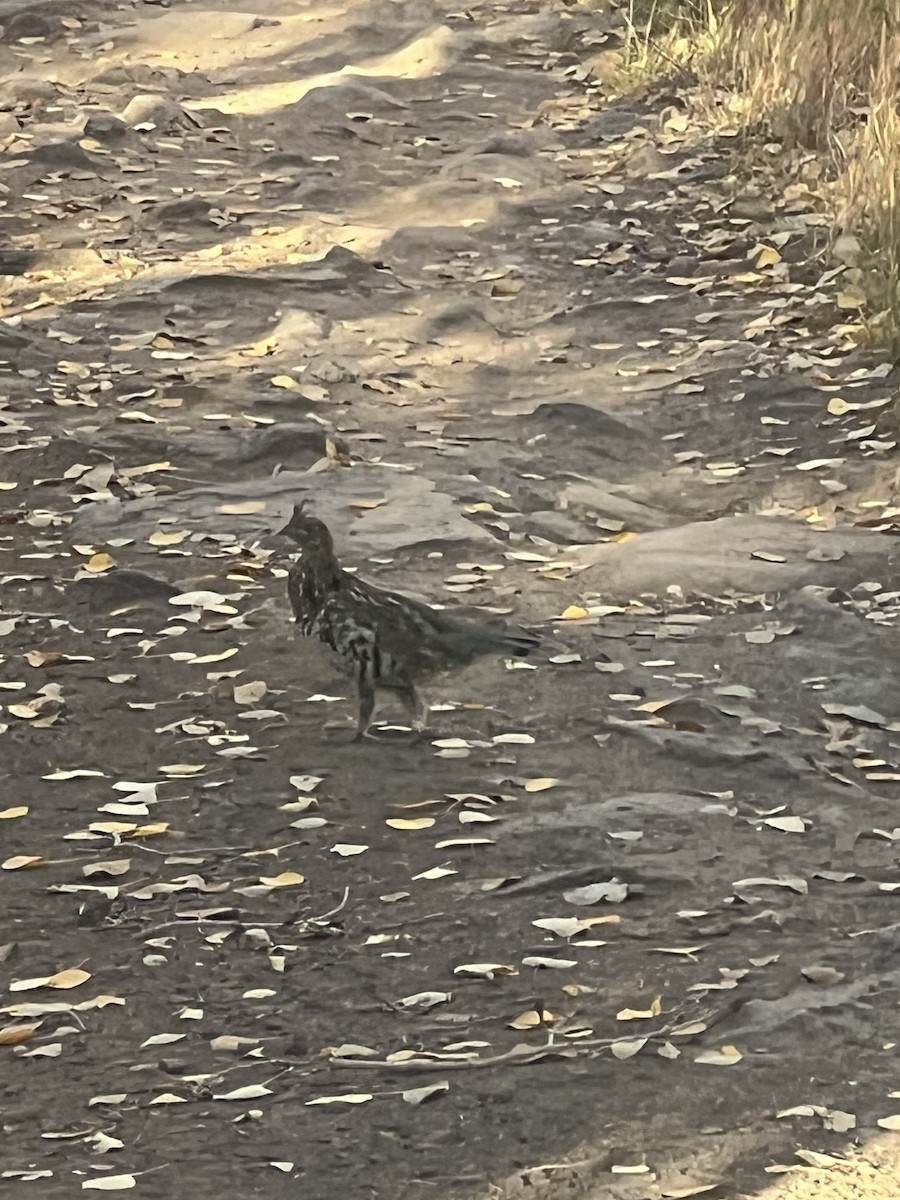 Ruffed Grouse - ML624490231