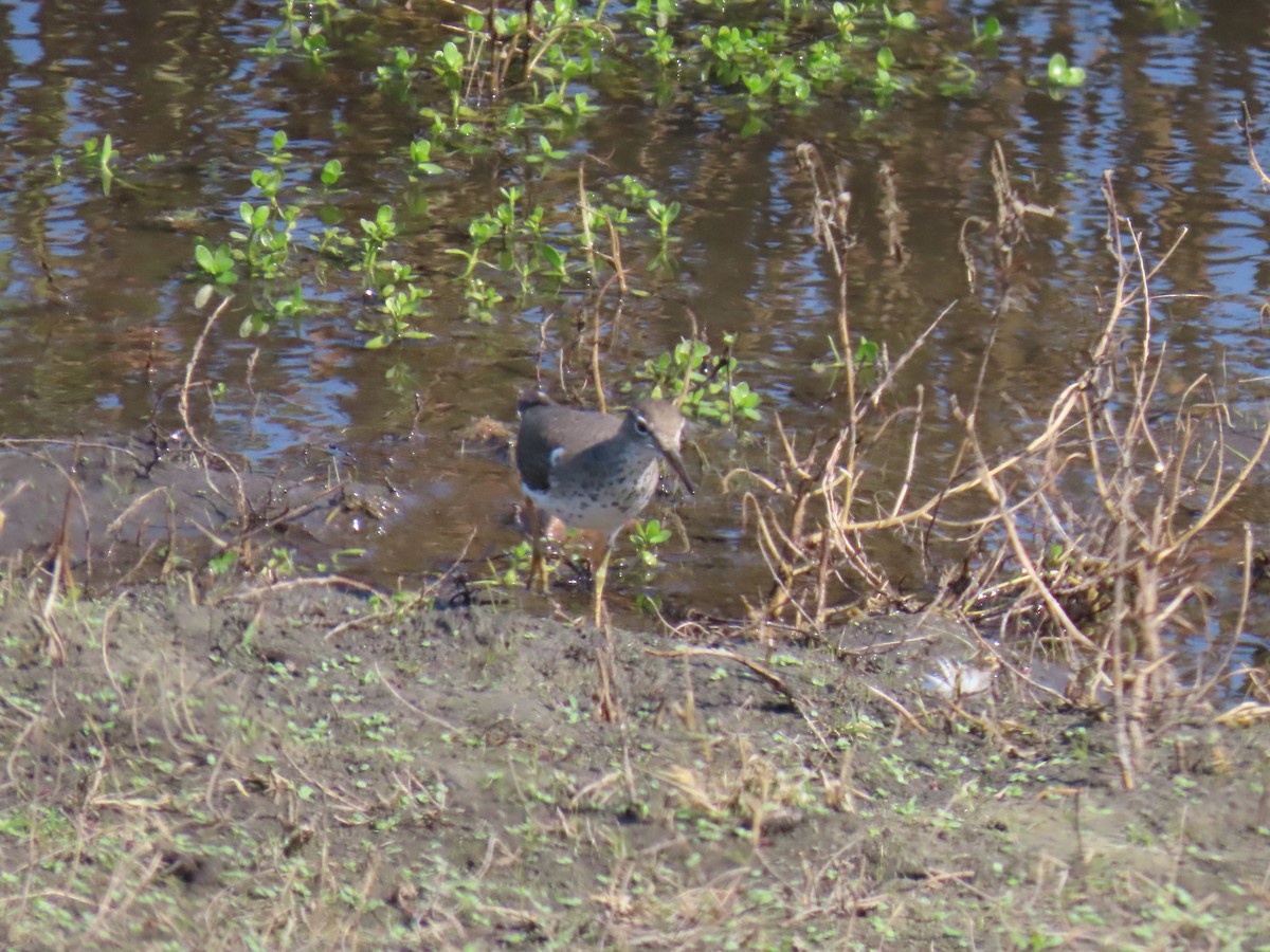 Spotted Sandpiper - ML624490256