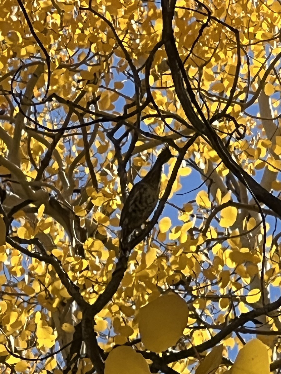 Ruffed Grouse - ML624490272