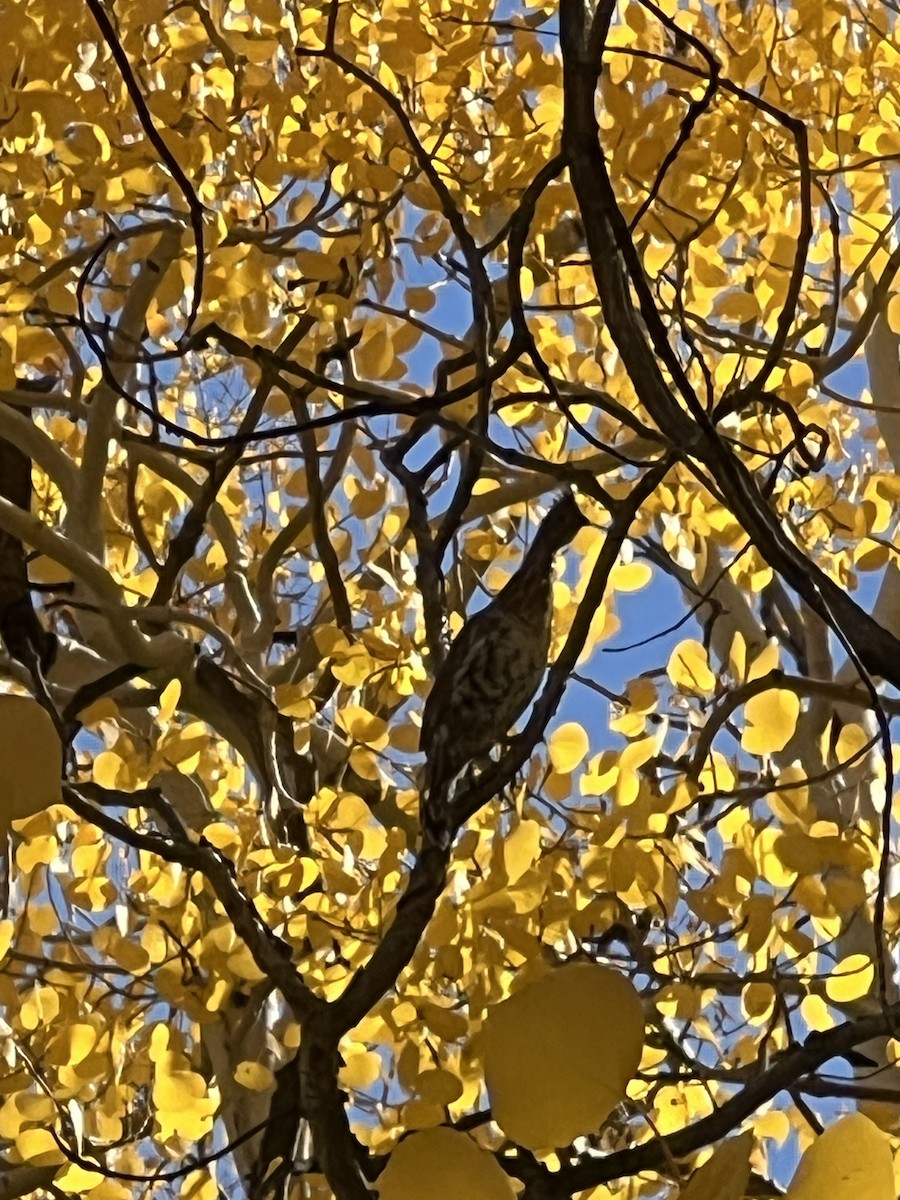 Ruffed Grouse - ML624490273