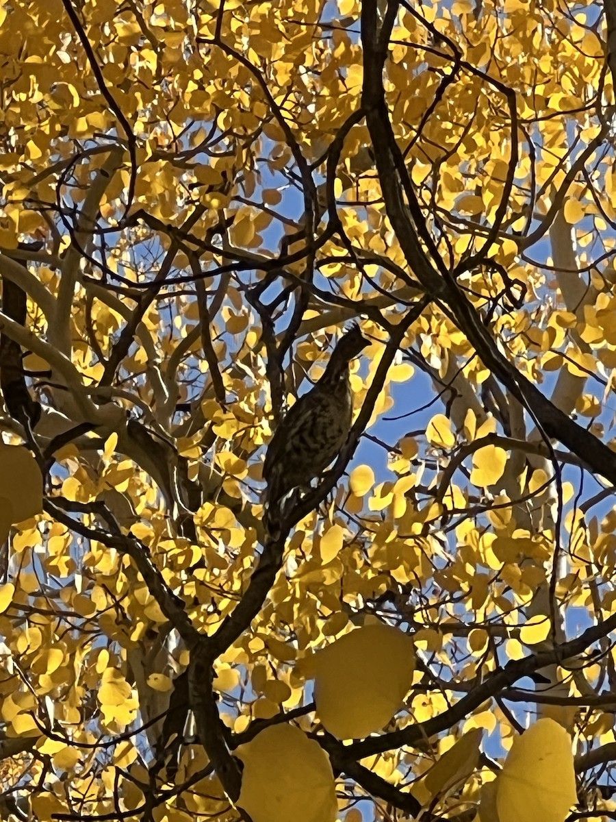 Ruffed Grouse - ML624490274