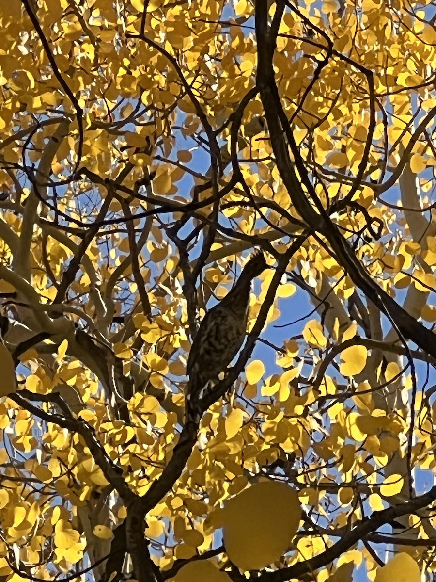 Ruffed Grouse - ML624490275