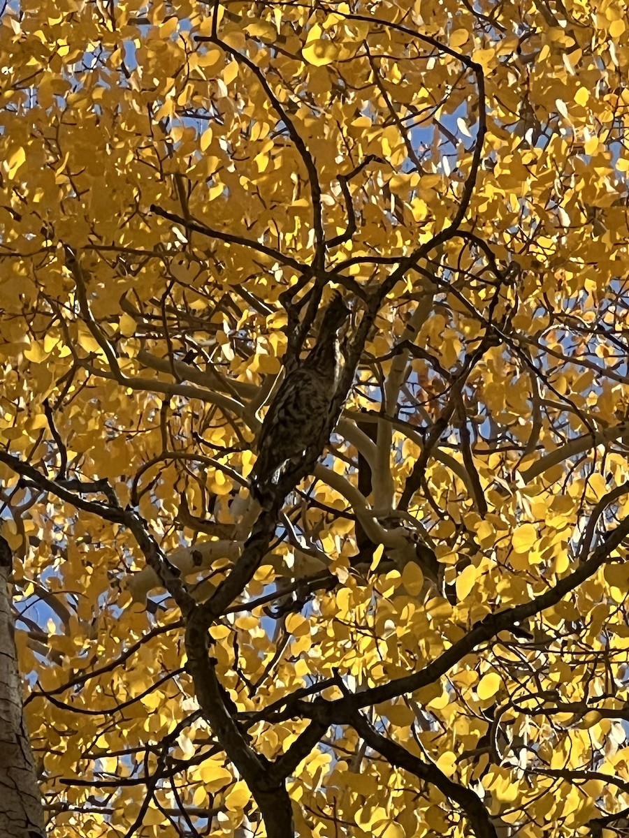 Ruffed Grouse - ML624490276