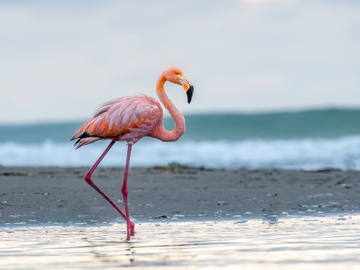 American Flamingo - ML624490309